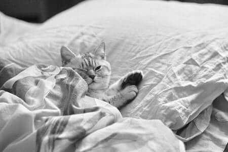 Why Do Cats Sleep on Pillows