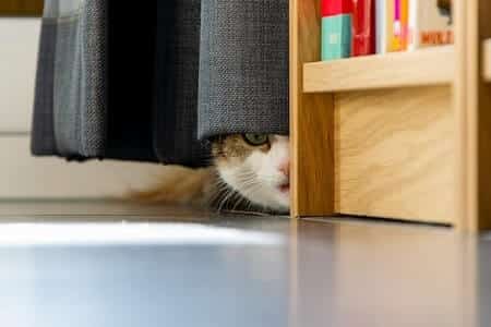 Why Does My Cat Get Scared of Nothing