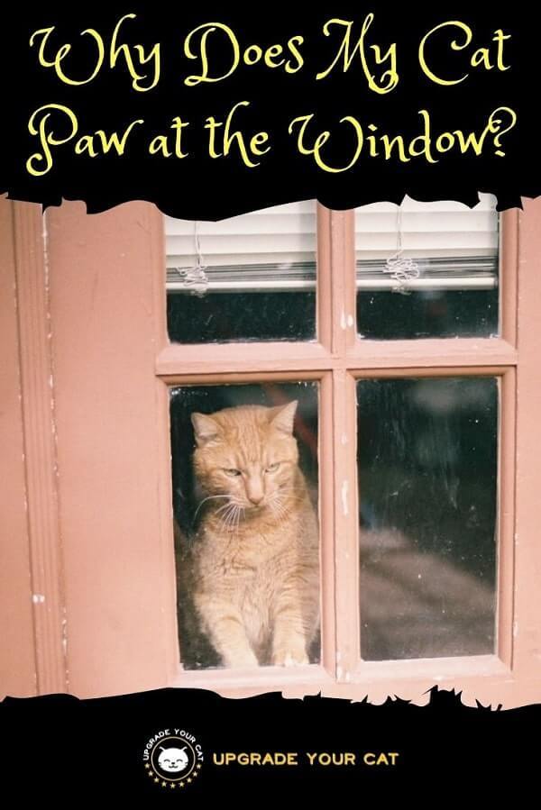 Why Does My Cat Paw at the Window