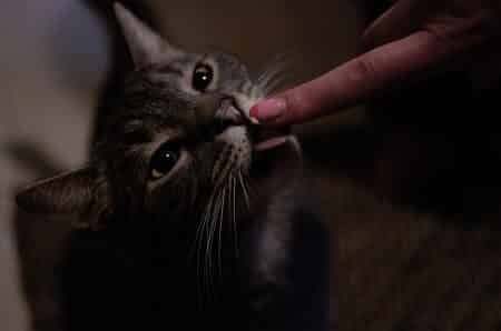 Why Is Salt So Bad for Cats