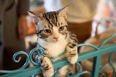 Why Should You Stop Someone Else Cat Coming Into Your Home