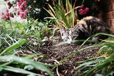 Will the Smell of Vinegar Keep Cats Away From Where It's Sprayed