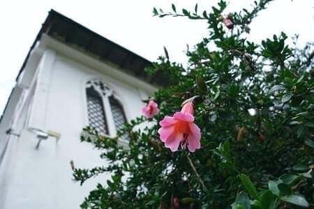 Are Morning Glories Poisonous to Cats If They Eat Them