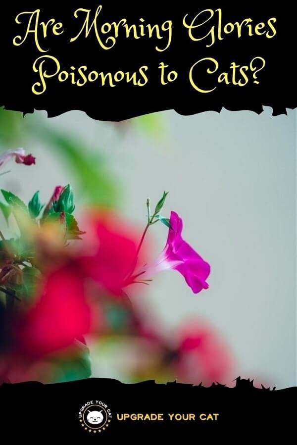 Are Morning Glory Plants Safe for Cats