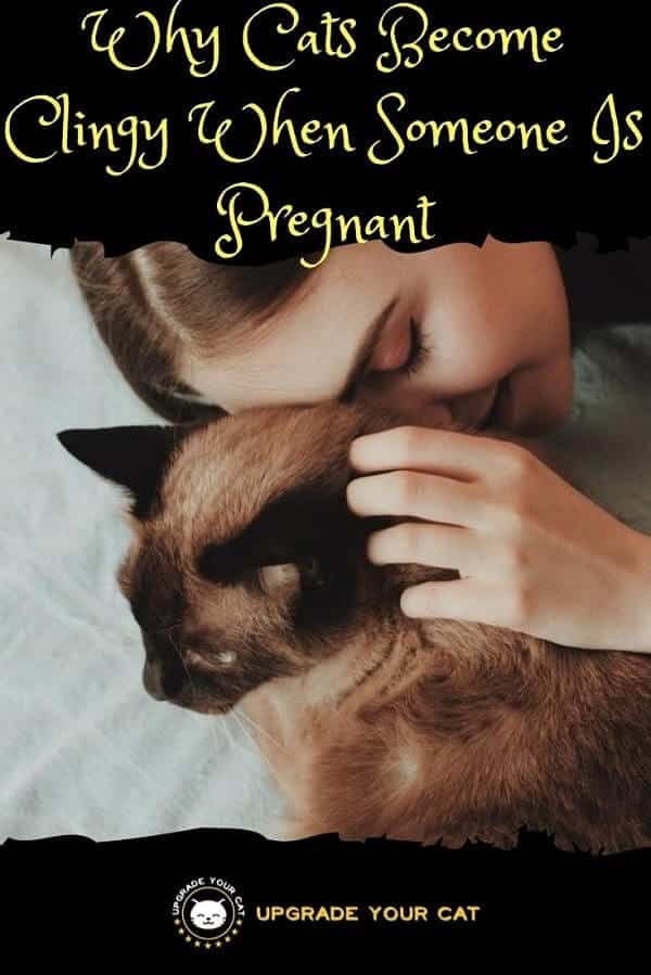 Do Cats Come Around When Someone Is Pregnant