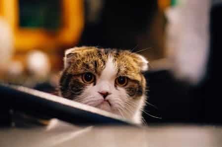 Do Cats Feel Abandoned When You Give Them Away