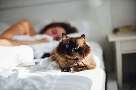Do Cats Get Clingy When You're Pregnant