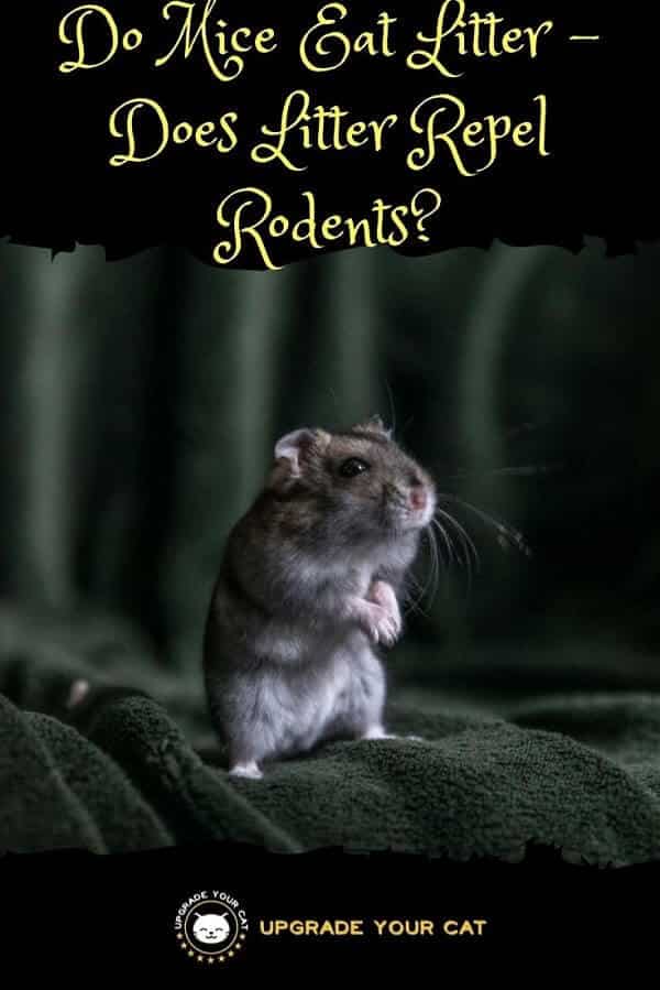 Do Mice Eat Cat Litter