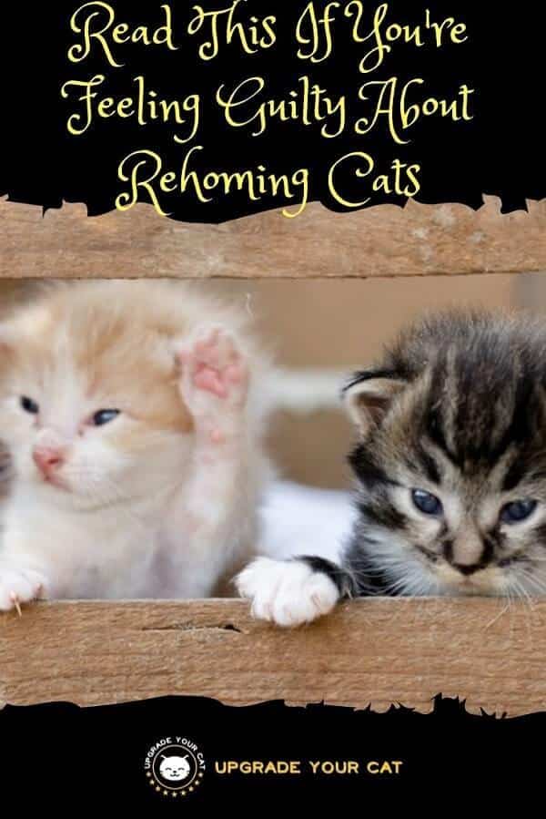Feeling Guilty About Rehoming Cats
