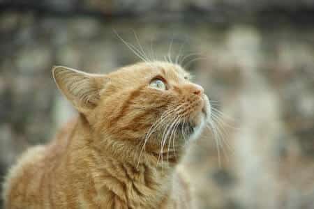 How Can Cats Sense Pregnancy
