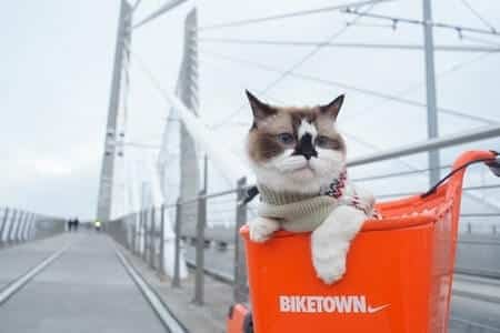 How Do Cats Find Their Way Home Over a Long Distance with Homing Device