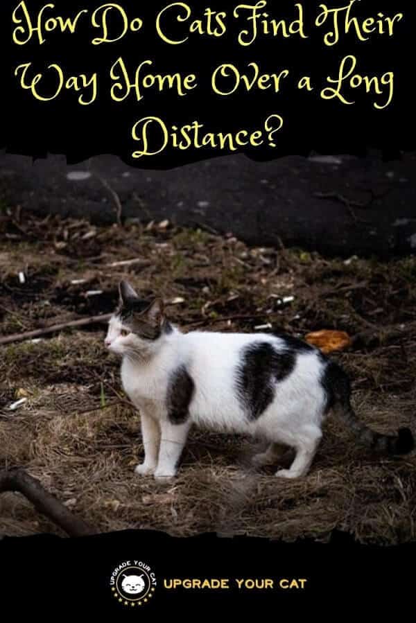 How Do Cats Find Their Way Home Over a Long Distance