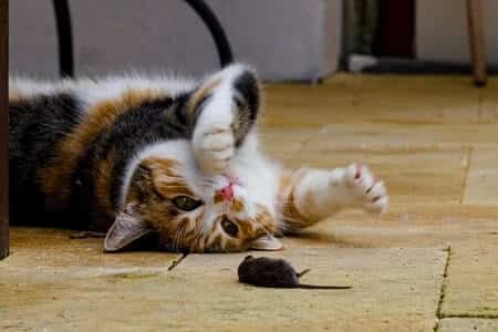 How Do You Get Rid of Mice If You Have Cats