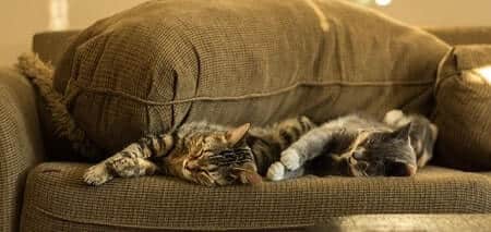 How to Use Valerian Root to Calm Cats