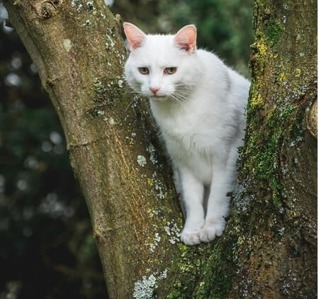 Look in wooded areas for stray cats