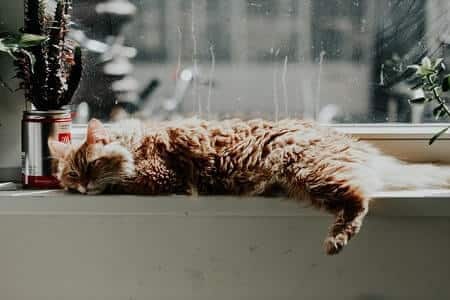 Using Valerian root to reduce aggression in your cat