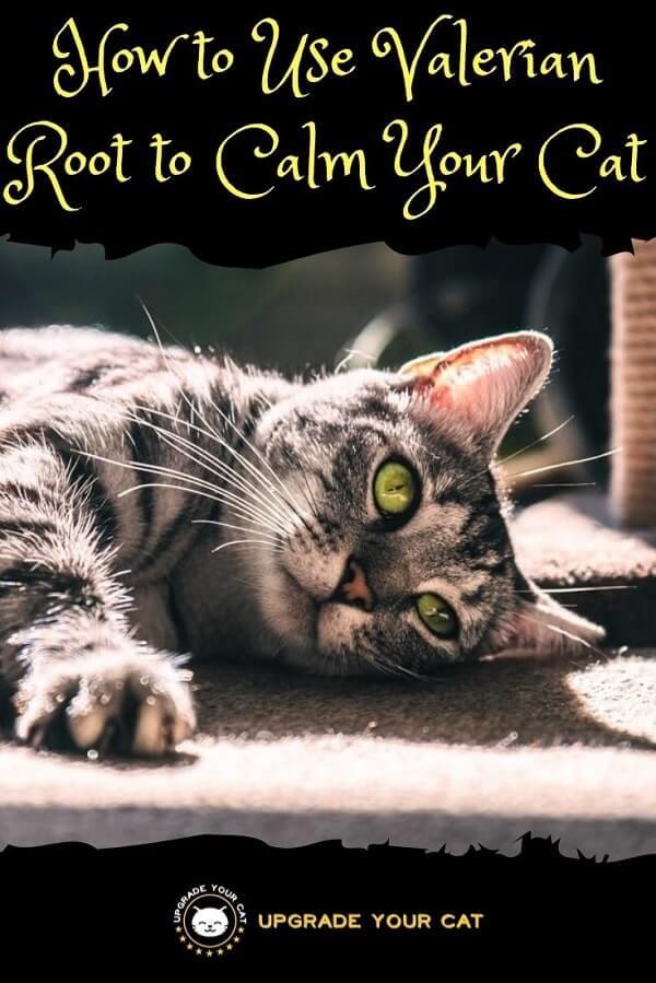 Valerian Root to Calm Cats
