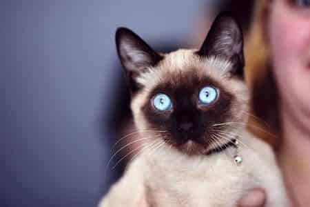 Ways to Help You Feel Better About Rehoming Your Cat