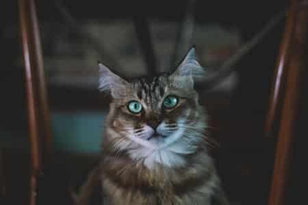 What Do Cats Think About