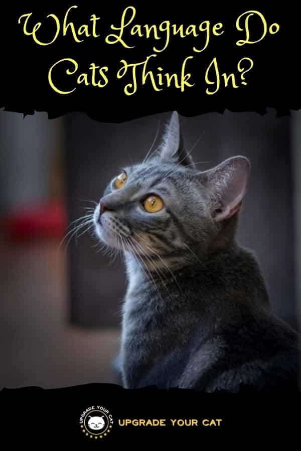 What Language Do Cats Think In