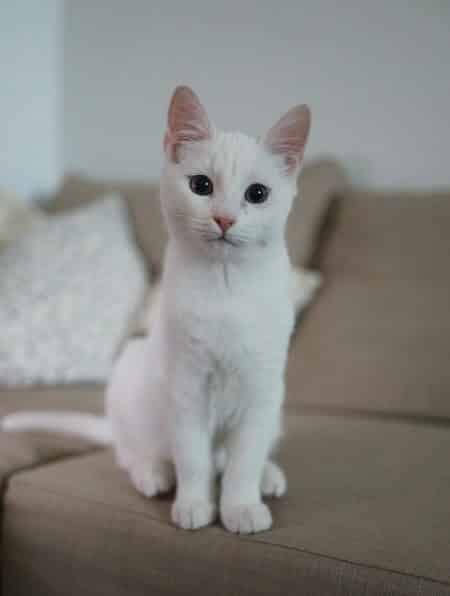 What Language Do Cats Understand