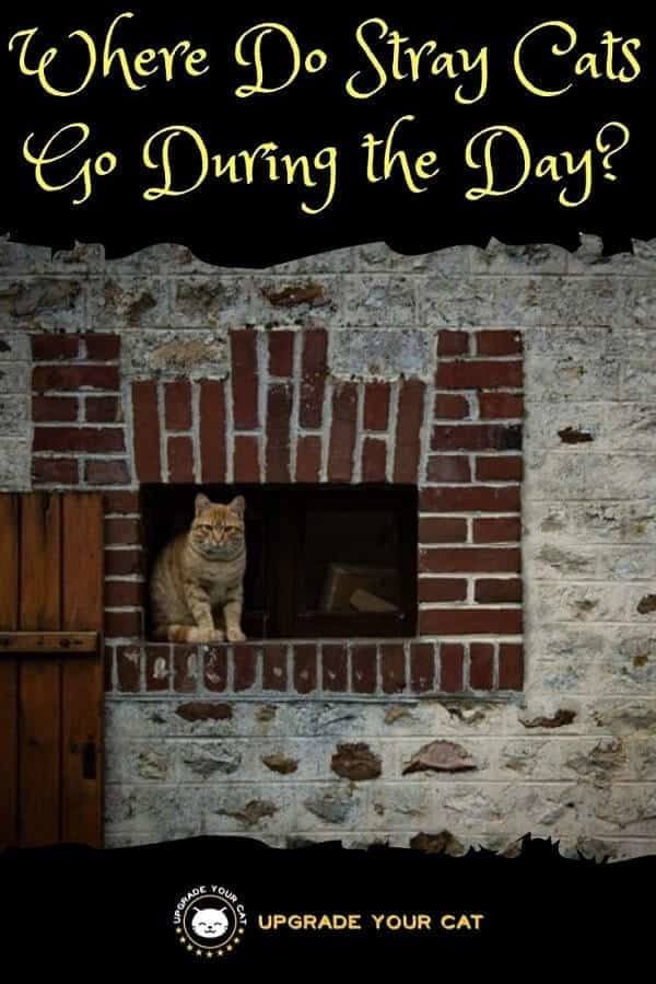 Where Do Stray Cats Go During the Day