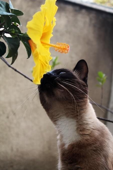 Which Flowers Are Poisonous to Cats