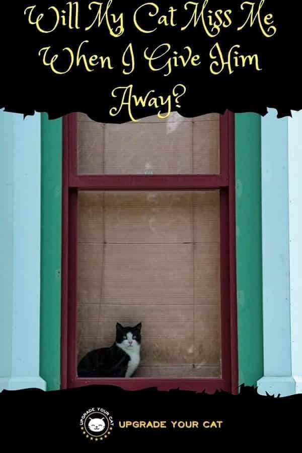 Will My Cat Miss Me When I Give Him Away