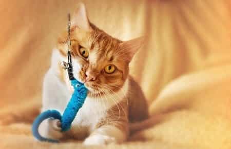 Are Feather Toys Safe for Cats