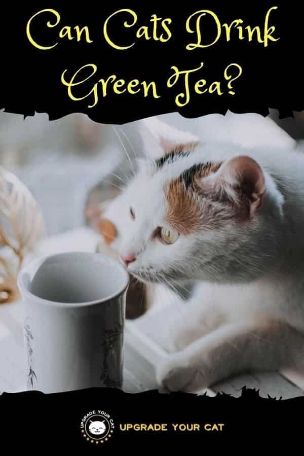 Can Cats Drink Green Tea