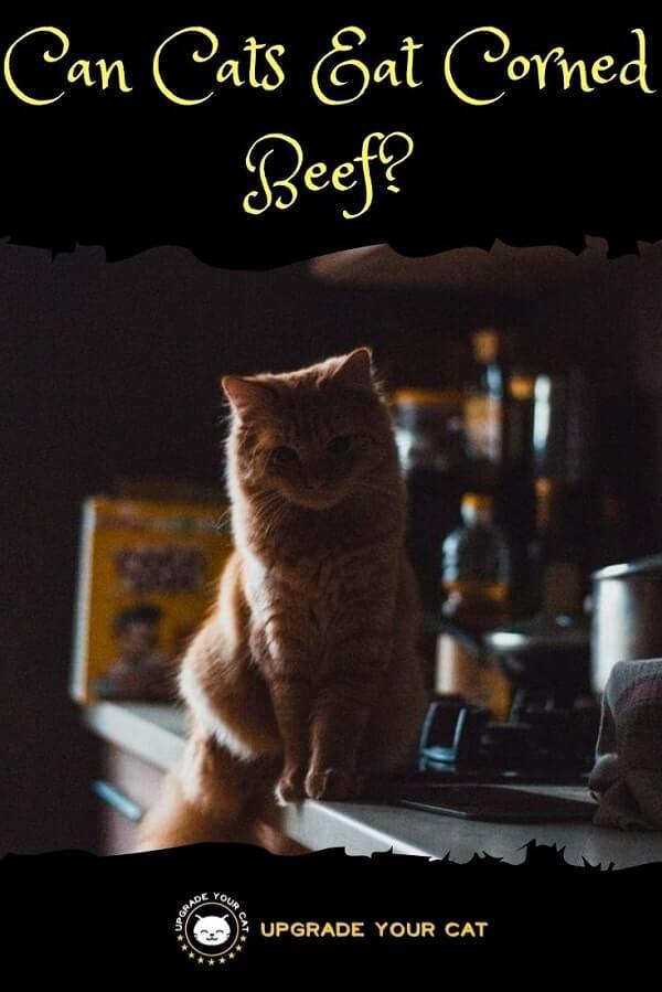 Can Cats Eat Corned Beef