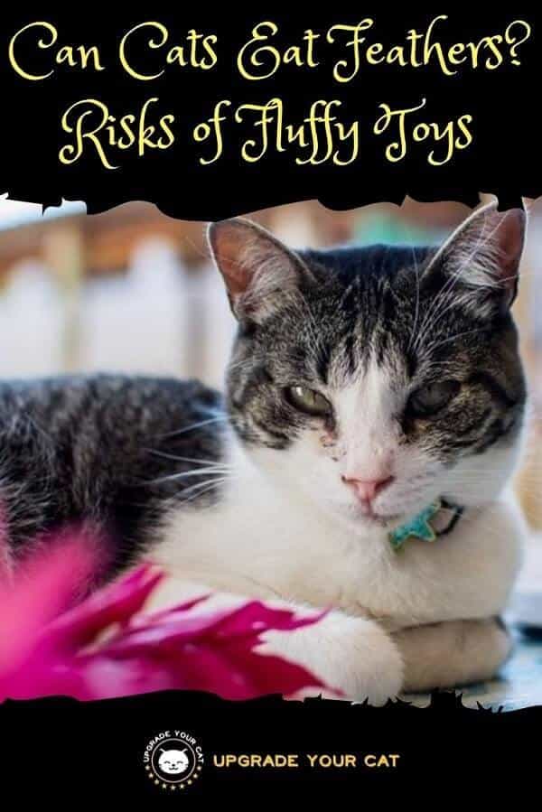 Can Cats Eat Feathers