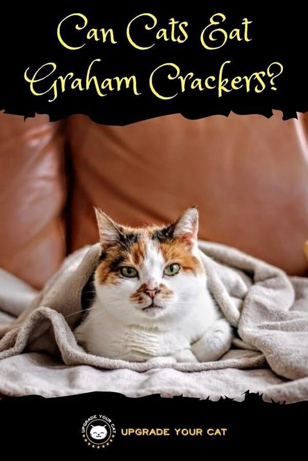 Can Cats Eat Graham Crackers