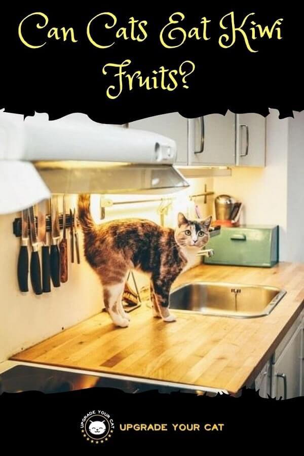 Can Cats Eat Kiwi