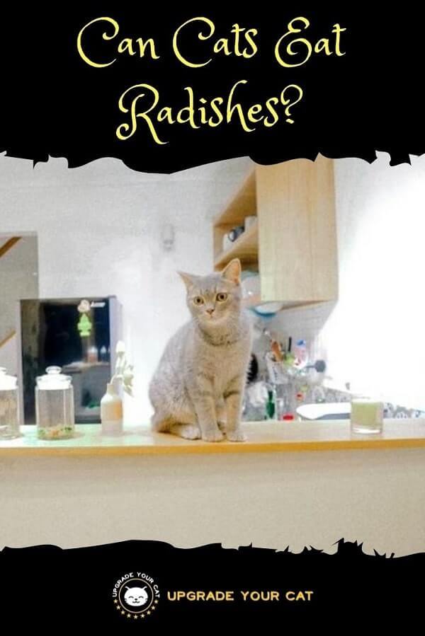 Can Cats Eat Radish