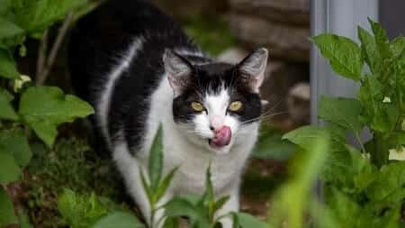 How Do I Know If My Cat is Allergic to Radish