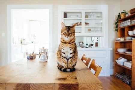 Should You Really Give Your Cat Green Tea