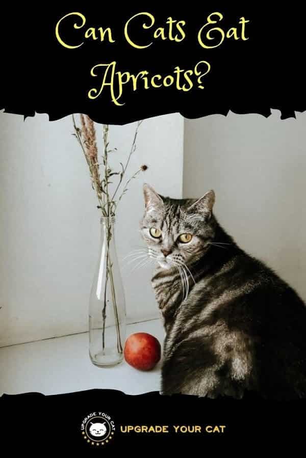 Can Cats Eat Apricots