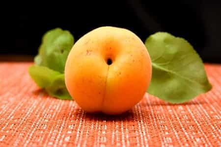 Can Cats Eat the Pits Leaves and Stem of Apricots