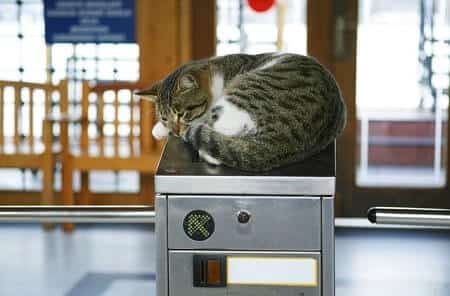 Cats Are Drawn To Sleeping on Random Objects