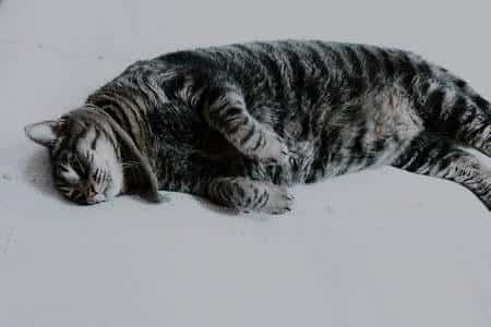 How Long Can Cats Hold Their Pee