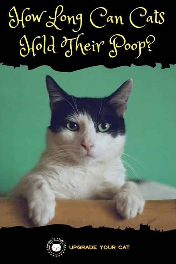 How Long Can Cats Hold Their Poop