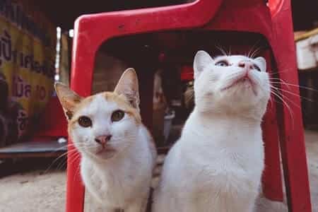 Can Two Cats Fit in a Carrier