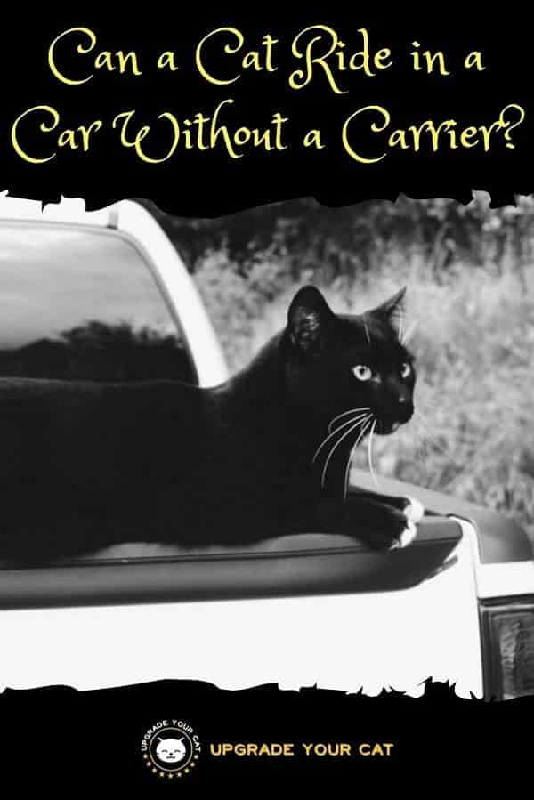 Can a Cat Ride in a Car Without a Carrier