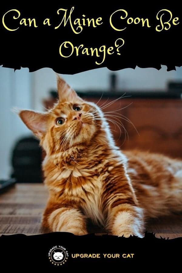 Can a Maine Coon Be Orange