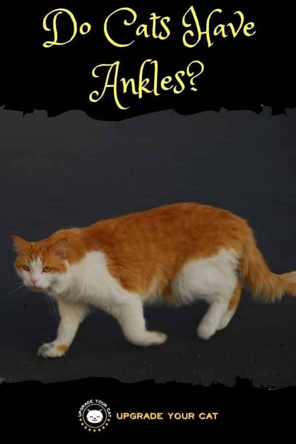 Do Cats Have Ankles