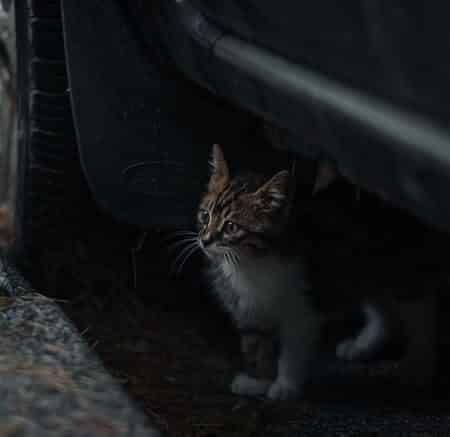How Can I Calm My Cat Down in the Car