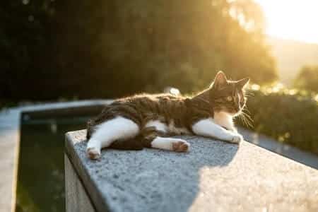 How to Tell if Your Cat Has an Injured Ankle