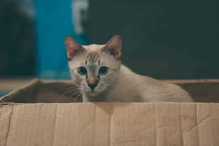 What Can I Use Instead of a Cat Carrier