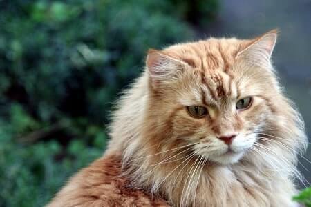 What Colors Can Maine Coons Be